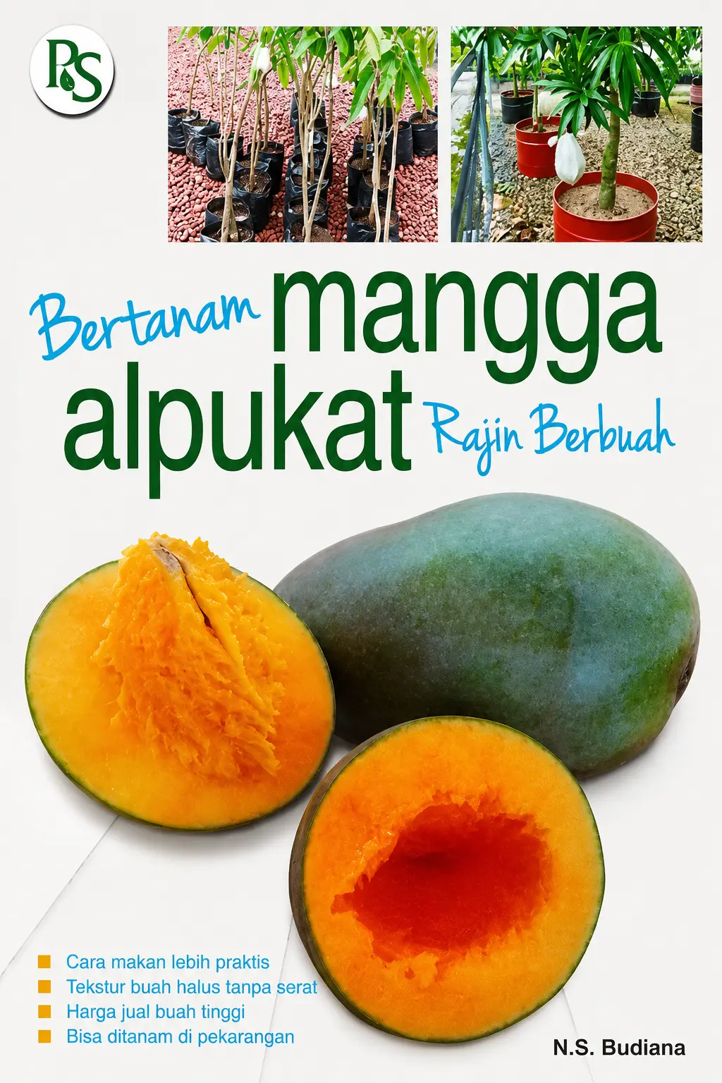 Bertanam Mangga Alpukat Rajin Berbuah