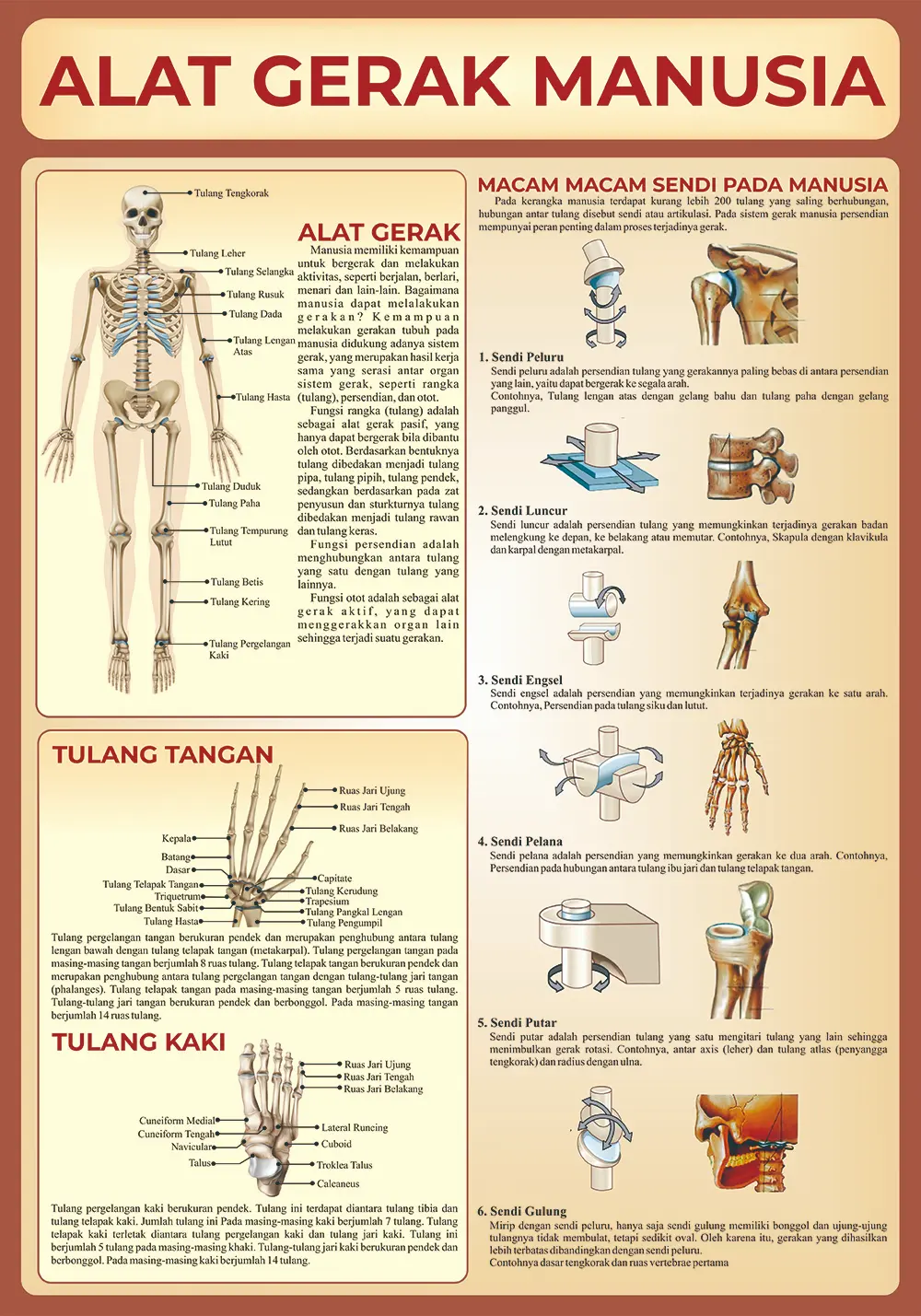 Poster Anatomi Manusia, Hewan | Pembelajaran dan Poster Dinding