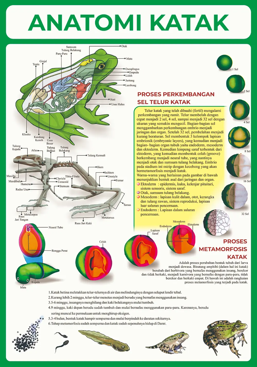 Poster Anatomi Manusia, Hewan | Pembelajaran dan Poster Dinding