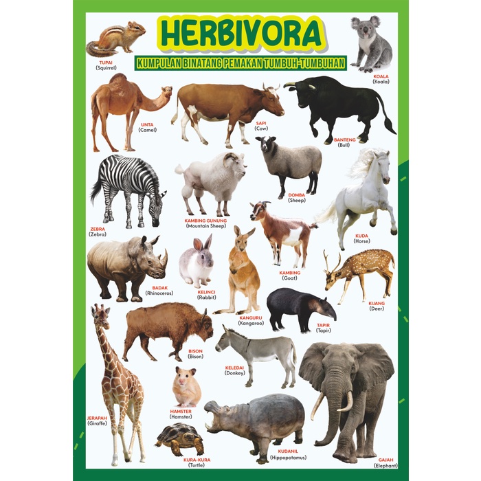 POSTER PENDIDIKAN Binatang Herbivora Carnivora Omnivora | Hewan Jinak | Serangga